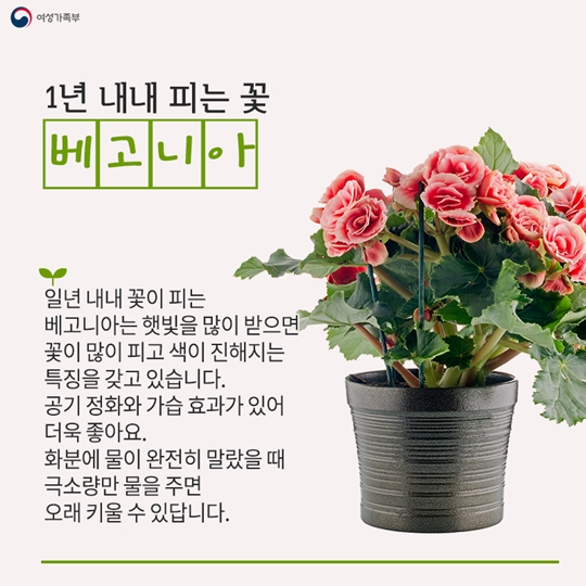 초보자에게 딱! 집에서 키우기 좋은 식물 3가지