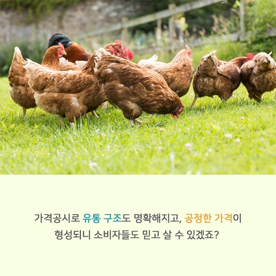 ‘아는 것이 힘이닭!’…닭고기 유통가격 공개