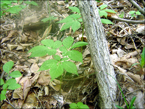 “산삼 값 지나치게 부풀려졌다”
