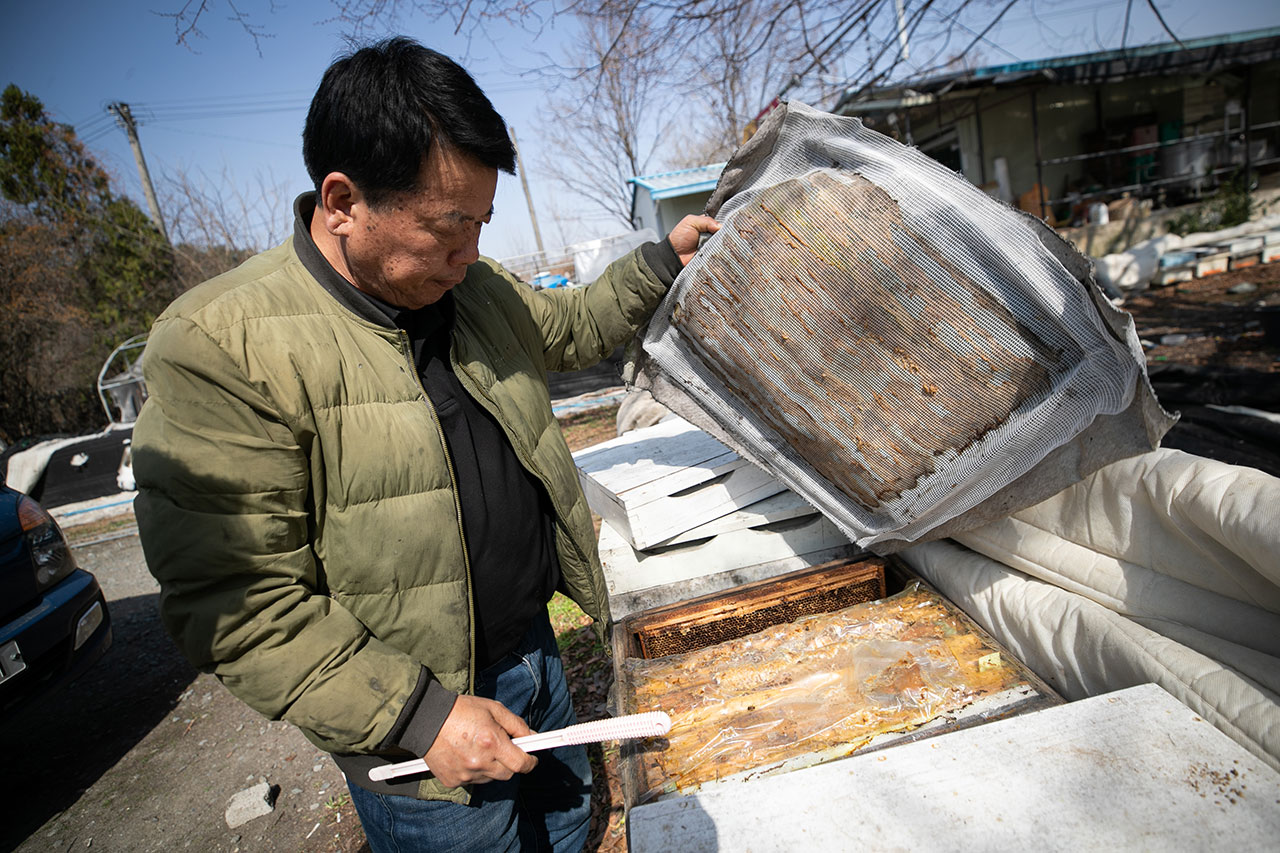 지난 겨울 꿀벌 60억여 마리가 사라졌다