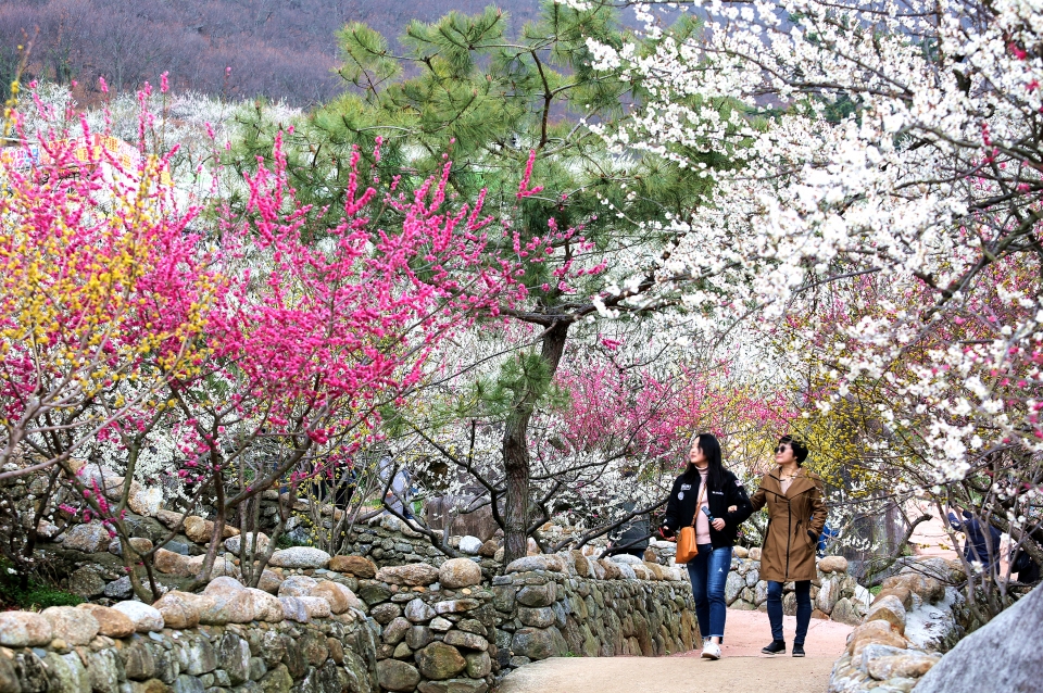 [이야기가 있는 풍경] 물길 따라 꽃길 따라 떠난 섬진강 여행
