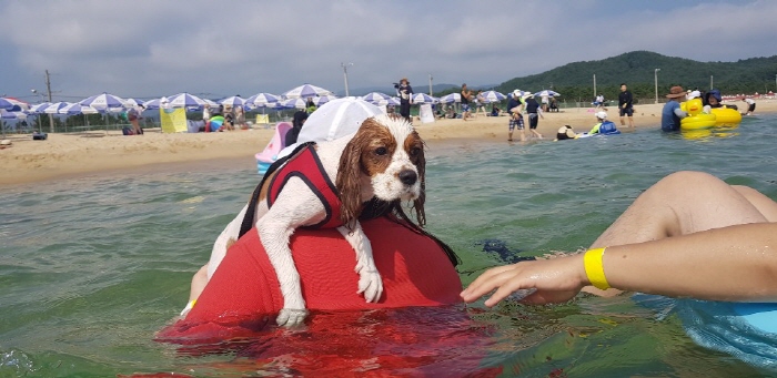 [해변으로 가요] 댕댕이와 양양, 캠핑족은 학암포