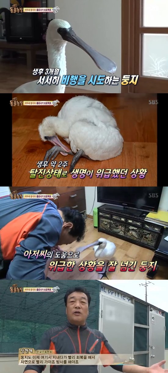 동물농장 세계적 멸종위기종 저어새가 가정집에 사는 이유는?