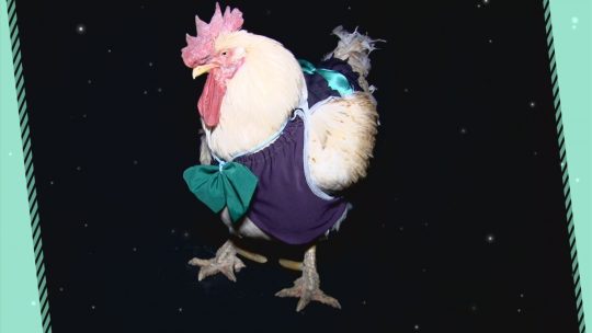 세상에 이런일이 장수 닭 패셔니스타, 주인이 코디?