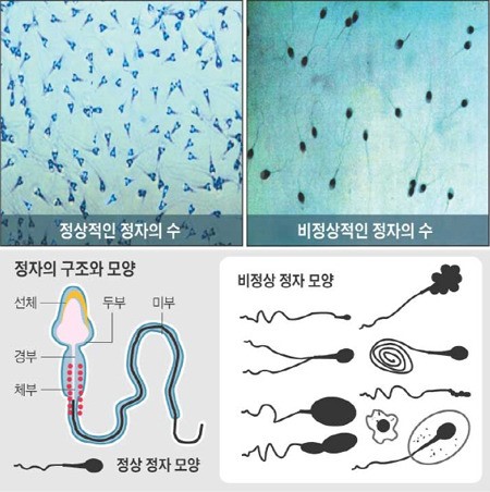 6월에서 8월, 임신 가능성 낮은 이유는 정자 때문