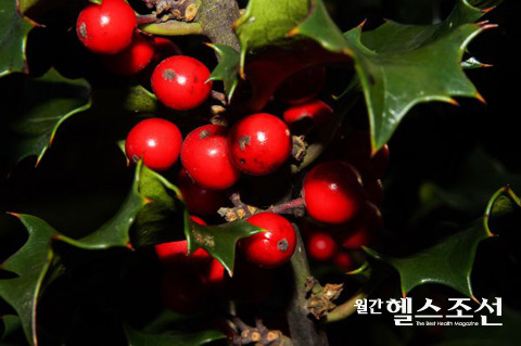 미슬토요법