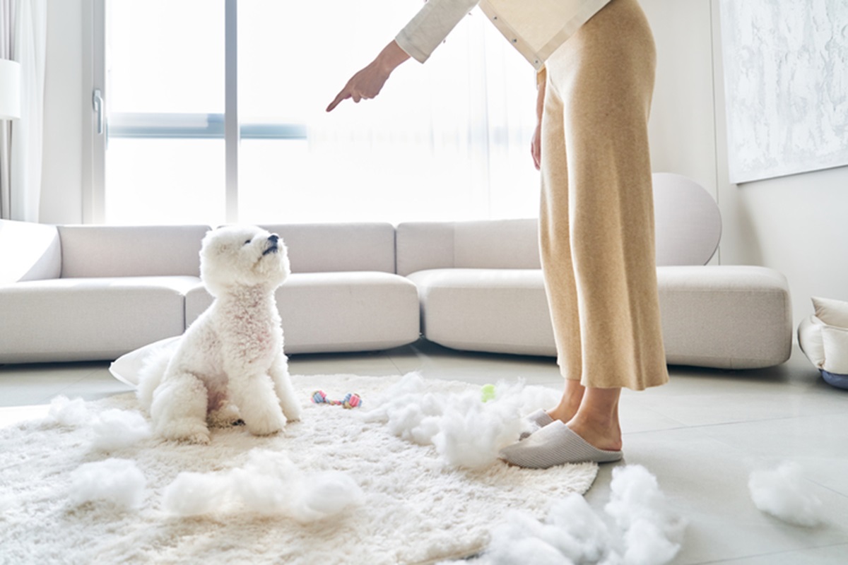 강아지 ‘오냐오냐’하다간 통제권 뺏긴다… 되찾아오는 방법은? [멍멍냥냥]