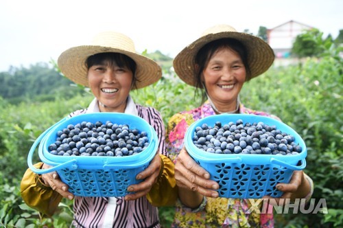 CHINA-CHONGQING-BLUEBERRY INDUSTRY-RURAL DEVELOPMENT (CN)