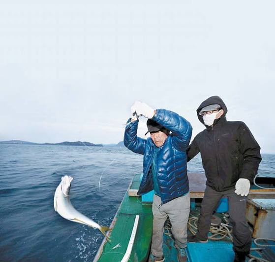돌고래 ‘식량’인 방어 … 뱃살 기름지고 사잇살은 육회 맛