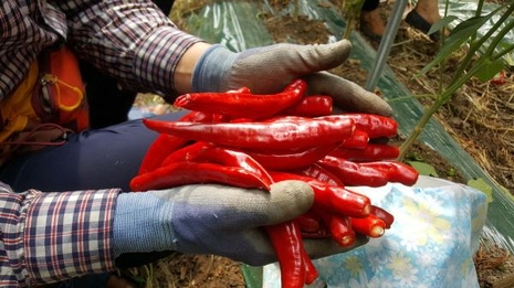 괴산장터, 친환경 재배 ‘유기농토종건고추’ 판매