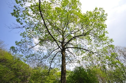 [이동혁의 풀꽃나무이야기] 특징없는 것이 특징인 오리나무 알아보기