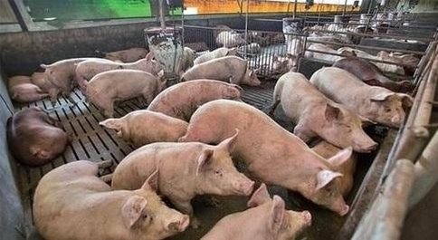 정부 ASF 피해농가 폐업 지원금 축소 재입법 예고...양돈농가 강하게 반발