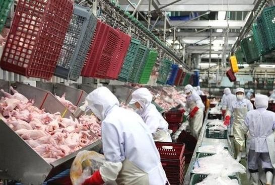 “치킨 육계도 담합”...올품 등 검찰에 고발한 공정위 ‘닭고기 전쟁’ 종지부