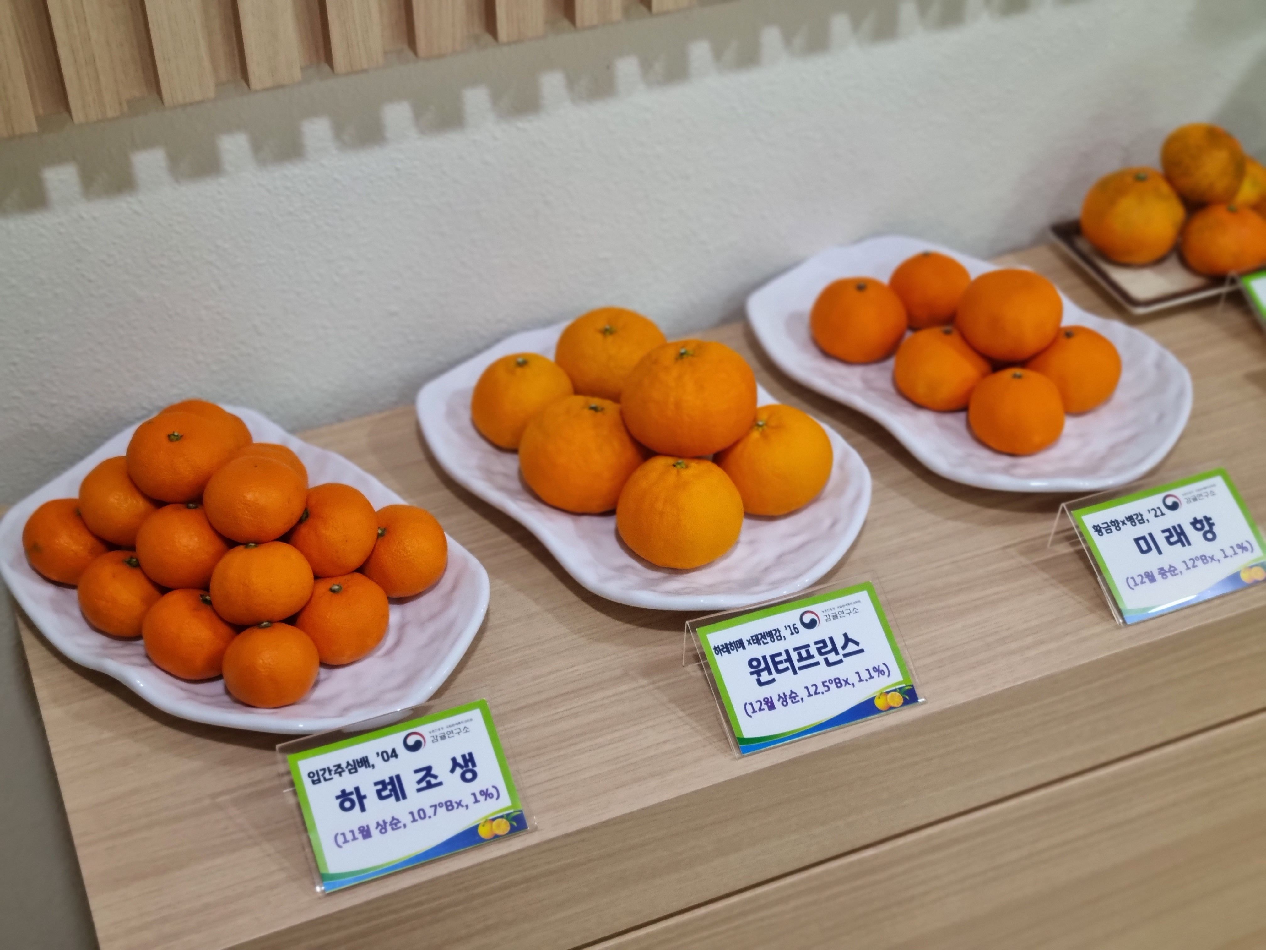 [新농수산 잇템]④ 제주에서 태어난 국산 첫 귤 ‘하례조생’…일본 품종 ‘조생귤’ 사이서 선전하는 이유는