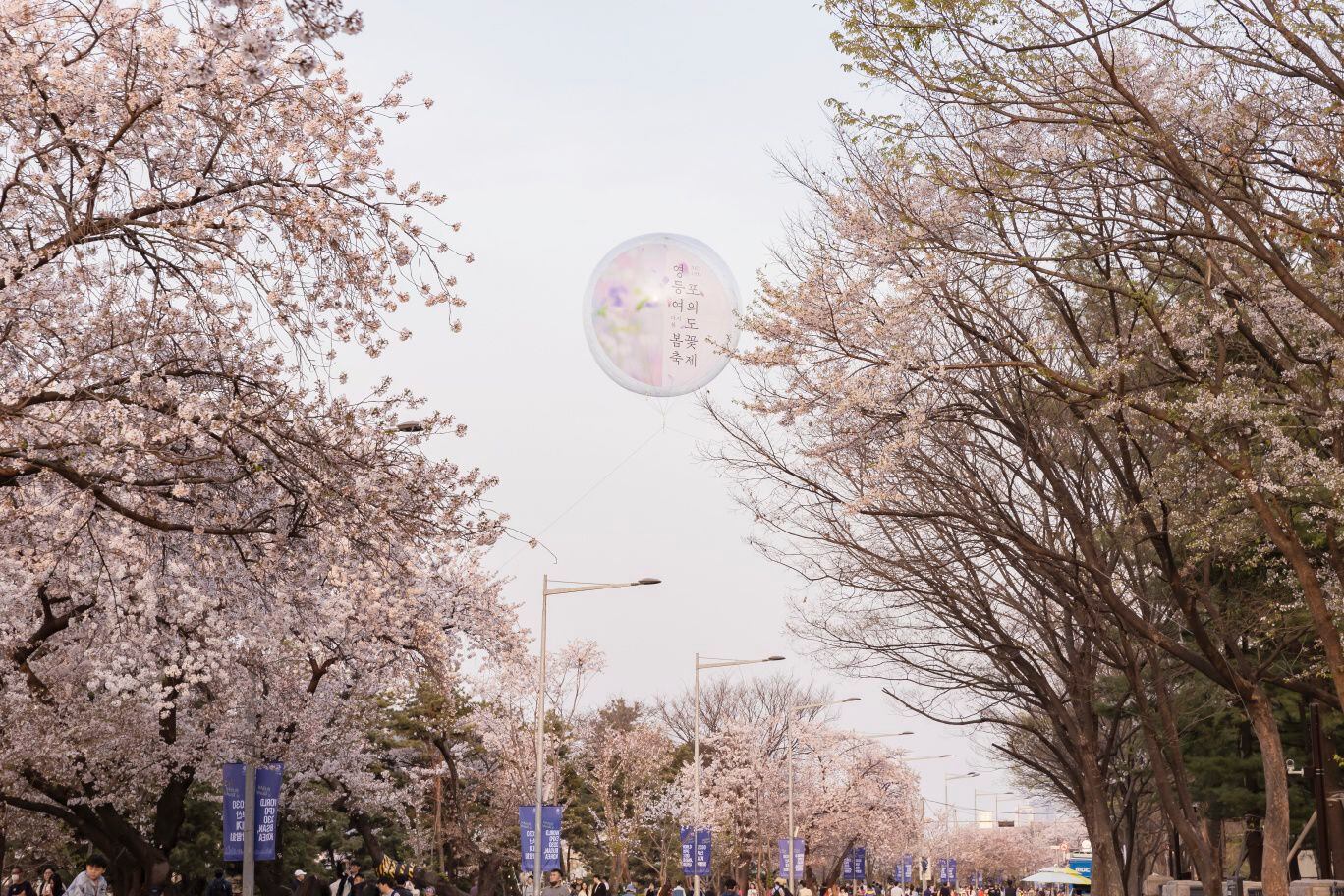 “봄이 왔어요” 29일부터 여의도 윤중로 벚꽃축제