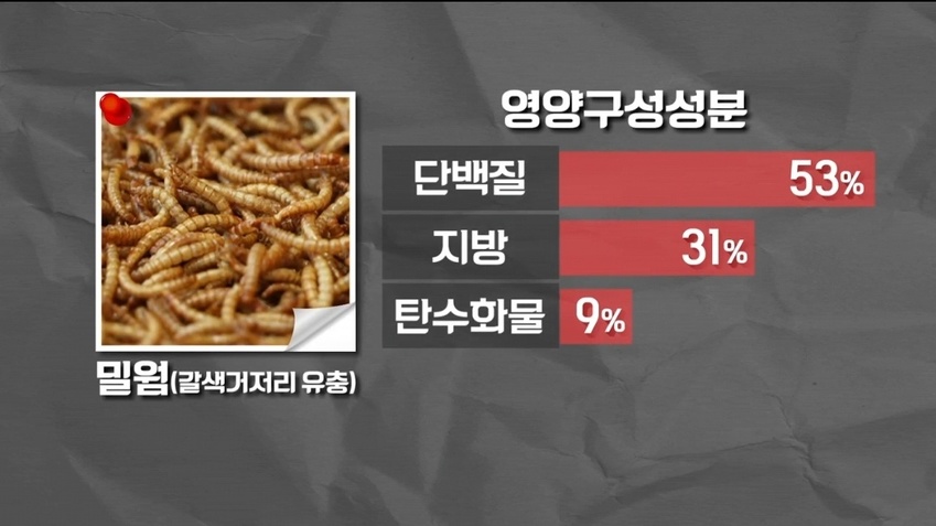 [뭐잇슈] 돈되는 애벌레 징그럽죠?…기자가 먹어봤습니다