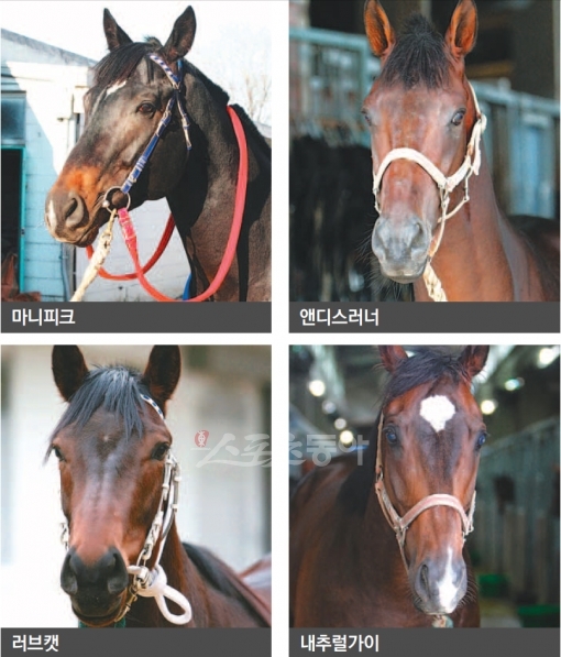 ‘거물급 루키’ 마니피크 “자존심 찾는다”