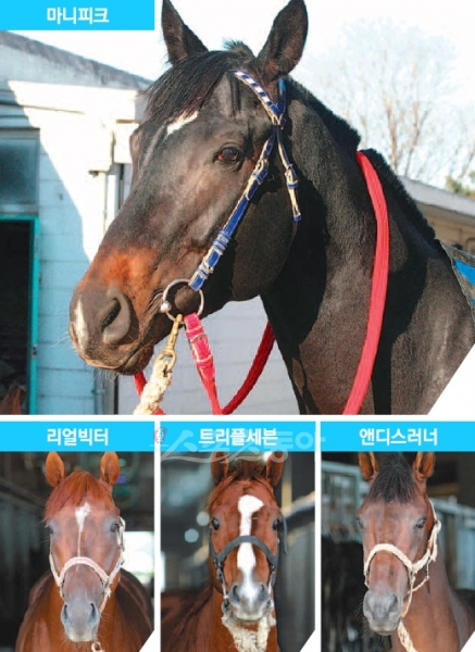 아버지의 이름으로…마니피크, V 달린다