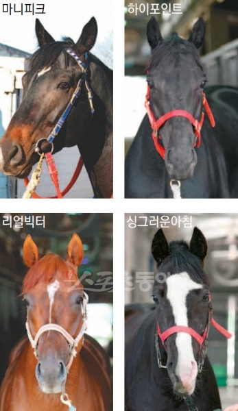 국내산 1군 최강마는 누구냐?