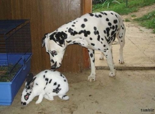 정체성 흔들린 토끼, 갑자기 동족 의식이? ‘폭소!