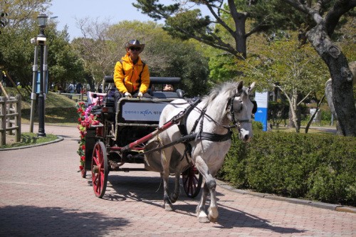제주경마공원 무료관광마차 인기 절정