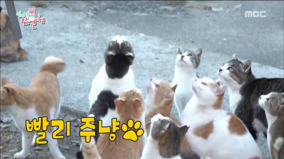 전지적 참견 시점유병재X유규선, 고양이섬 도착하자마자 피리부는 사나이 등극한 사연은?