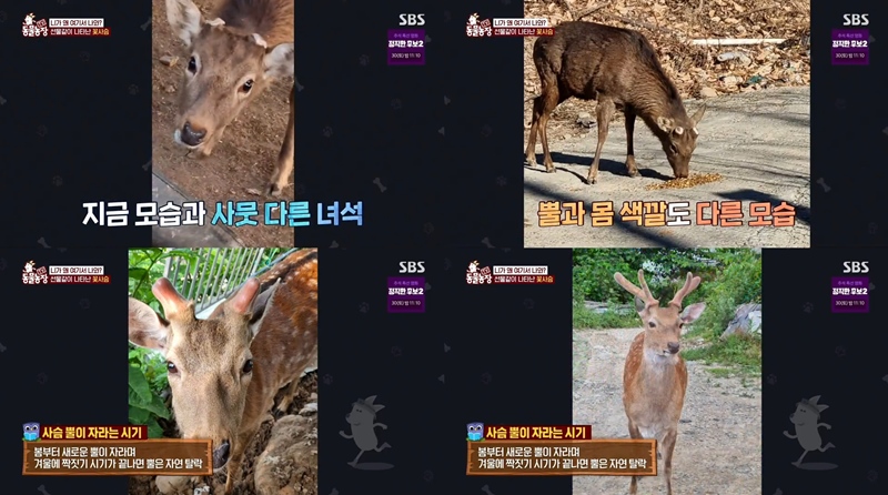 TV동물농장 꽃사슴, 거제도 말 목장은 이제부터 마이 홈
