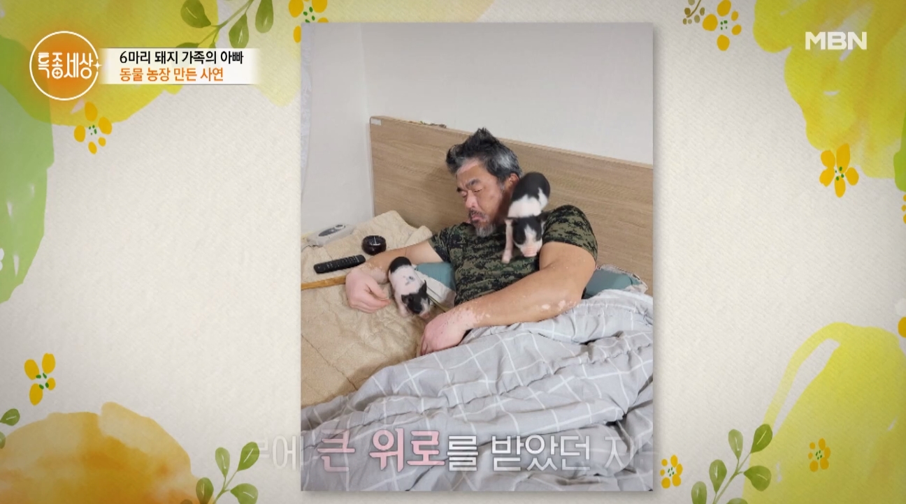 돼지 아빠 돼지 가족 키우게 된 이유? 사람에게 배신(특종세상)