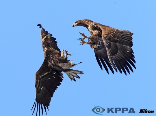 만든곳: 한국 네티즌본부 카페