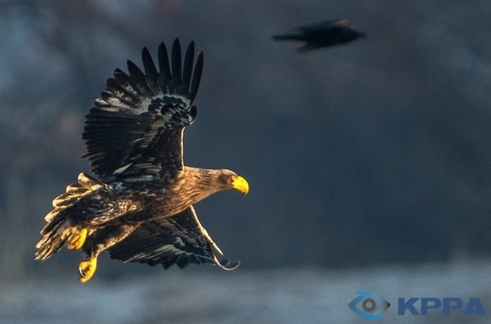 사진이 안보일 때→우측클릭→'사진보기' 클릭, OK. ☞작성: Daum카페: 한국 네티즌본부