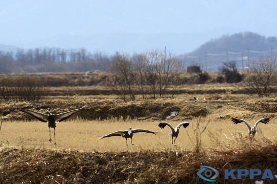 사진이 안보일 때→우측클릭→'사진보기' 클릭, OK. ☞작성: Daum카페: 한국 네티즌본부