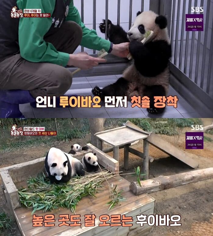 언니 푸바오랑 똑 닮은 쌍둥바오, 바깥세상과 첫 조우의 순간…TV동물농장 공개