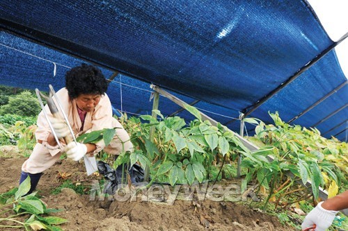 약초 밥 먹고 즐기는 인삼축제