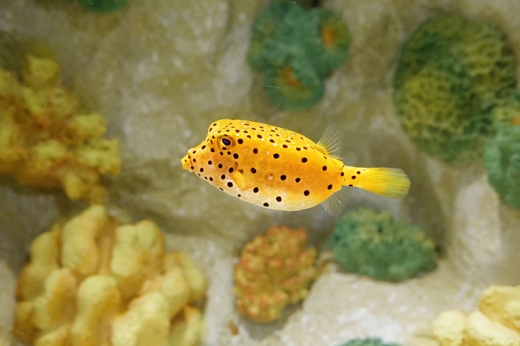 SEA LIFE 부산아쿠아리움, 생물아트展, 바닷속 아티스트에 포토존 추가 설치