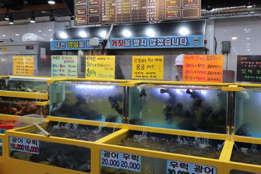 탐나종합어시장, 활어회 전문 음식점 … 가심비와 가성비로 승부해