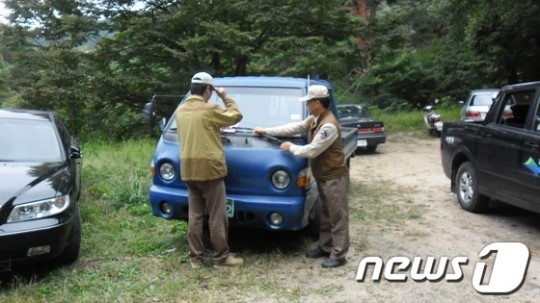 “멧돼지보다 사람이 더 무섭다” 송이버섯 산지 외지인 몸살