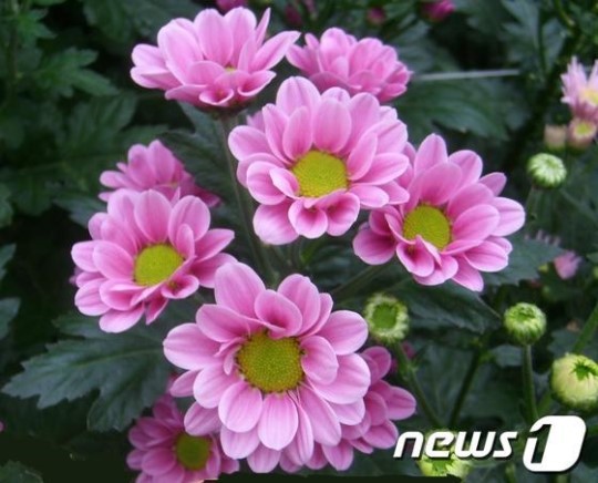 충남농기원, 하이백산등 국화 신품종 4종 동경플라워엑스포에 출품