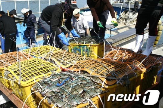 전남 진도 앞바다 속 꽉찬 가을 꽃게 풍년