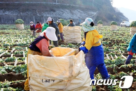 [사진] 단무지 수확 한창