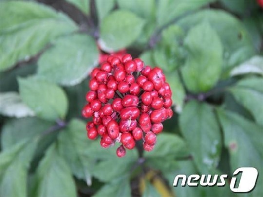 충남농기원, 사포닌 함량 1.7배 높은 인삼 개발