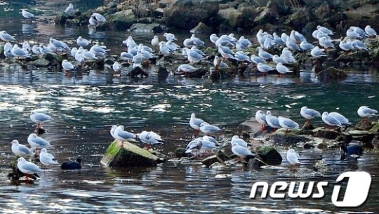 울산 갈매기들의 휴식