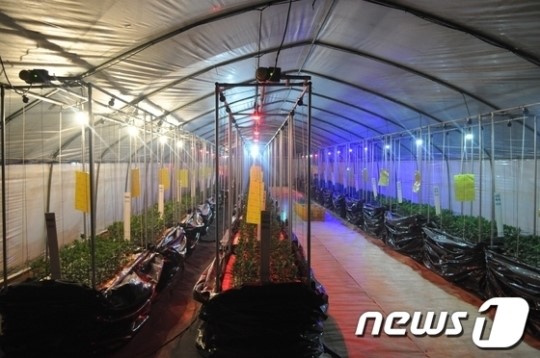 전남도농업기술원, LED 이용해 국화개화조절 성공