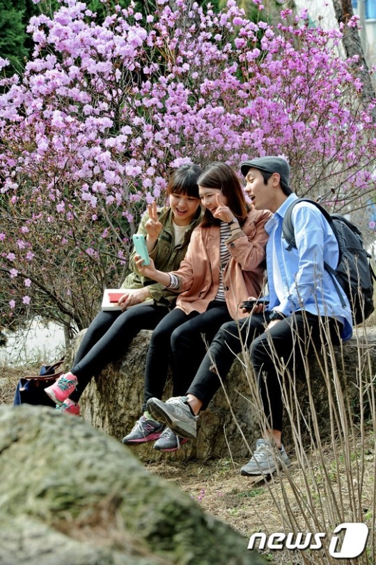 만개한 진달래꽃,추억남기기