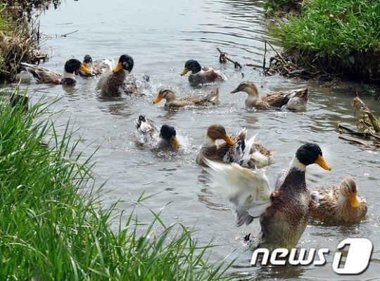 울산 약사천 오리들