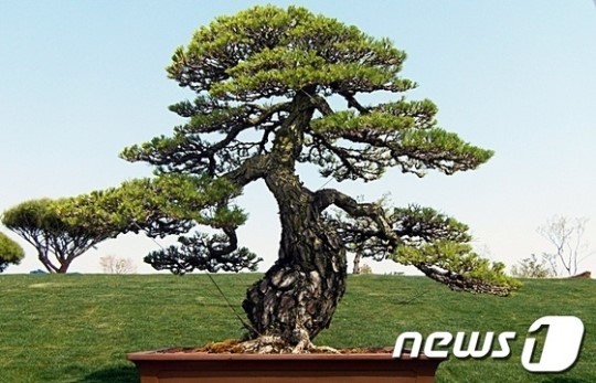 [순천정원박람회]  2억원 호가 분재, 갯지렁이 길 눈길
