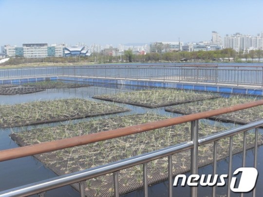 수원시, 일월저수지 플로팅가든 설치