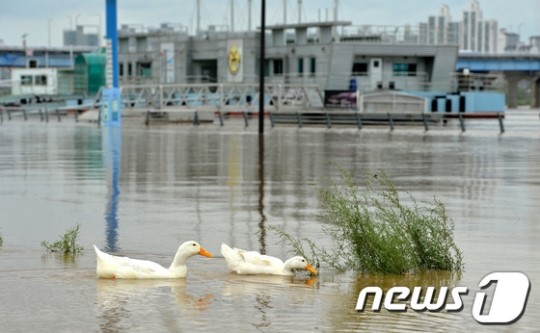 홍수난 한강 오리들의 천국