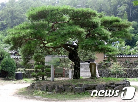 대구에 광복소나무 있다…광복송애인회 발족