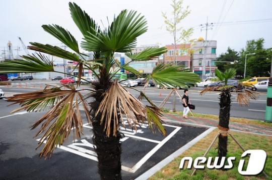 폭염과 가뭄에 죽어가는 종려나무