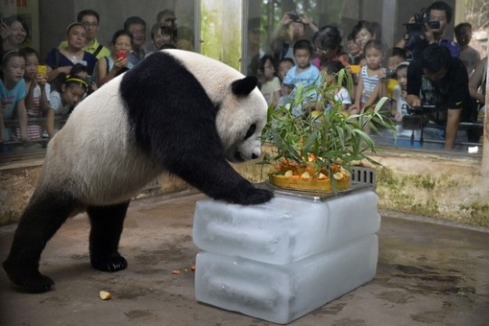 [사진] 자이언트판다, 생일케이크에 흥분